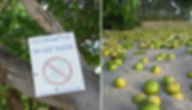 Manchineel 
