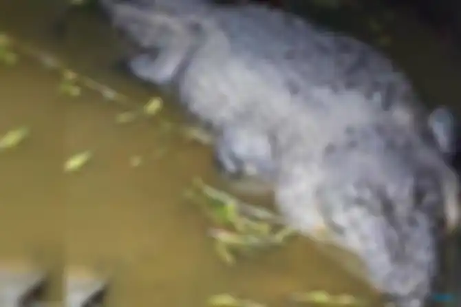 Buaya pemangsa deasy tuwo 