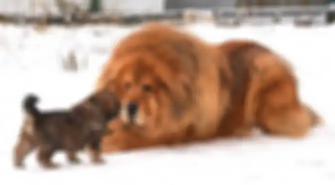 Anjing jenis Tibetan Mastiff