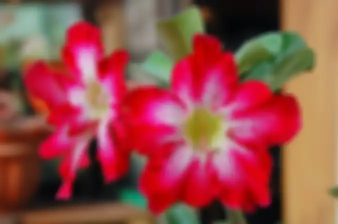 Bunga kamboja adenium