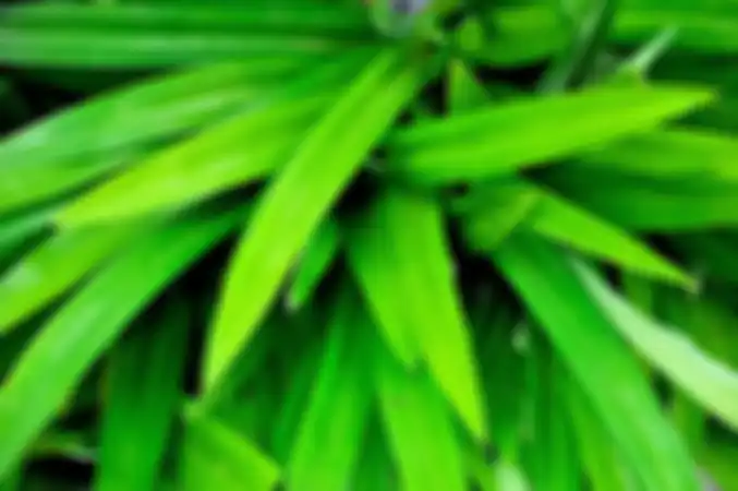 Daun pandan