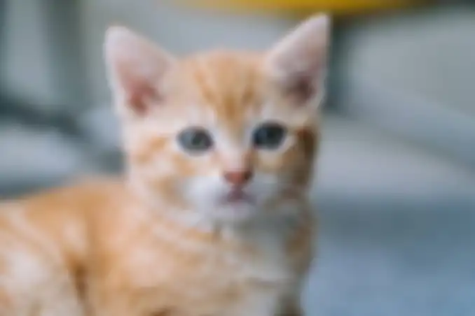 Kucing selucu ini