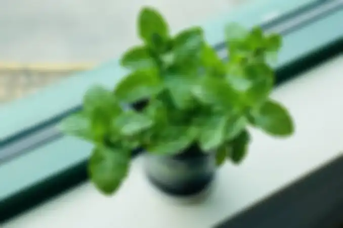 Tanaman daun mint