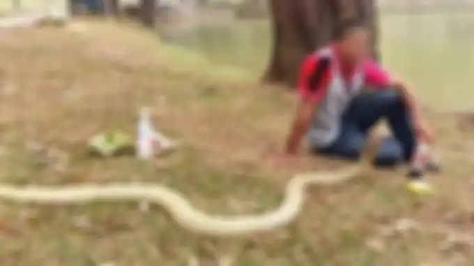 Percaya Itu Sosok Pacarnya yang Meninggal Hidup Kembali, Pria Ini Nikahi Ular Cobra Sepanjang 10 Kaki