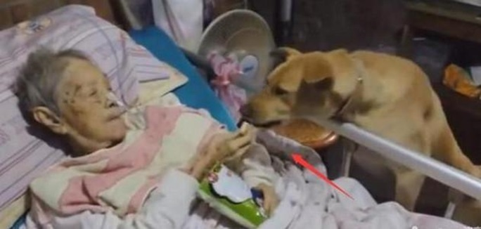 Nenek dijenguk anjing.