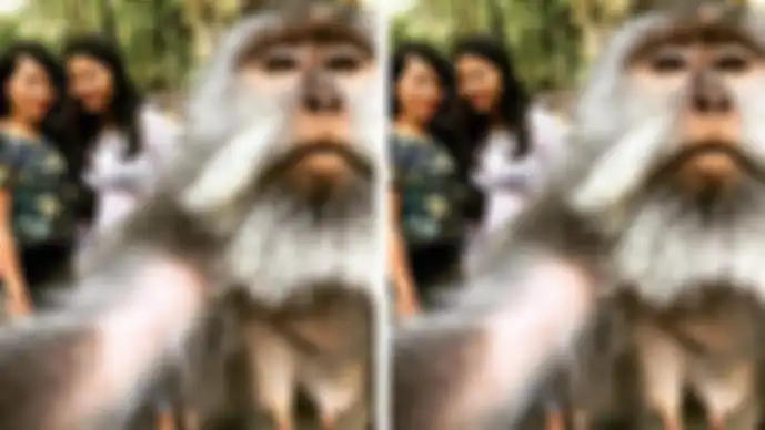 Monyet di Monkey Forest Ubud berfoto selfie dengan wisatawan.