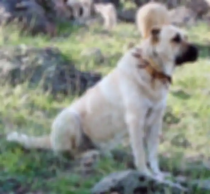 Anjing mahir melacak benda