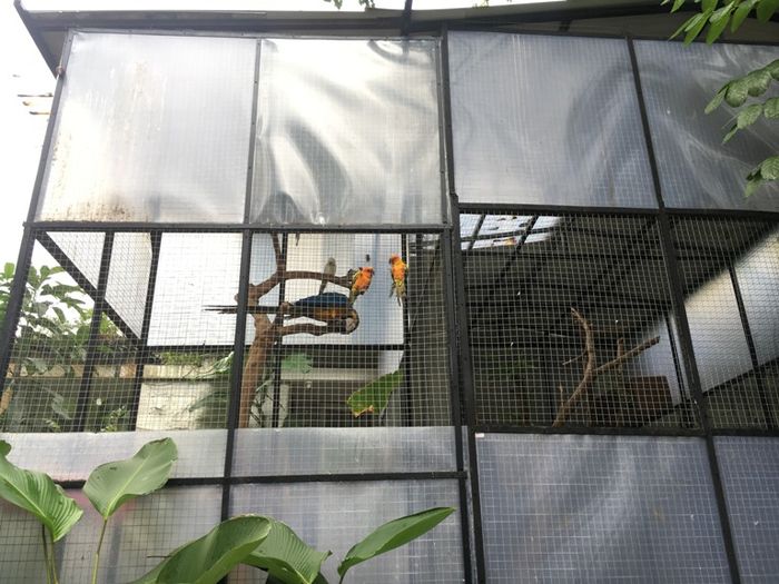 Burung Peliharaan Raffi Ahmad