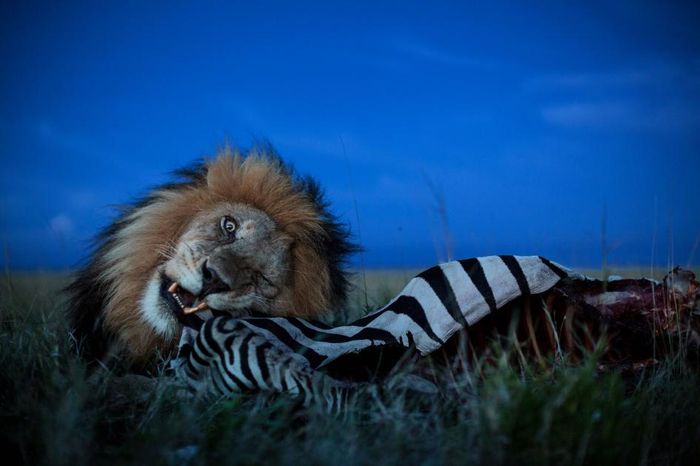 Singa jantan dewasa, C-Boy, memangsa zebra di Taman Nasional Serengeti , Tanzania.