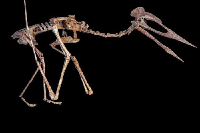 Rekonstruksi kerangka reptil terbang yang dikenal sebagai Dracula, pterosaur azhdarchoid raksasa.