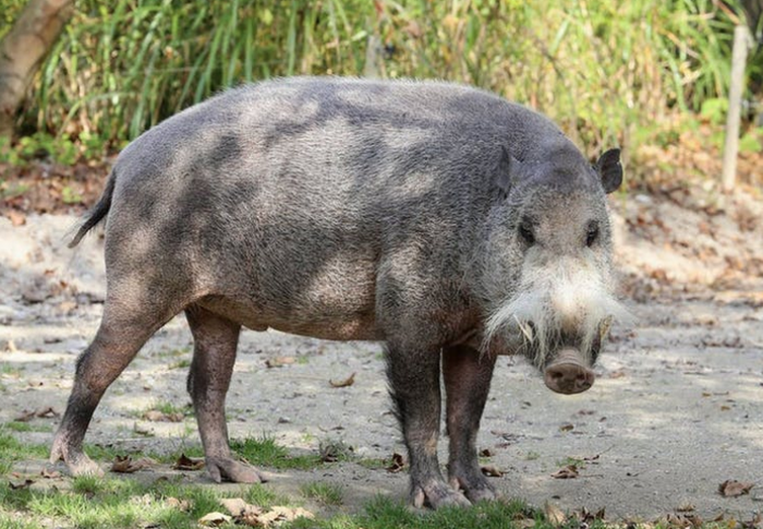 Babi berjanggut Kalimantan