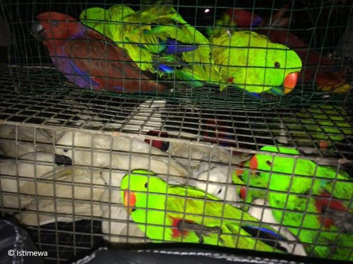 Burung nuri bayan yang ditangkap dan ditampung pelaku.