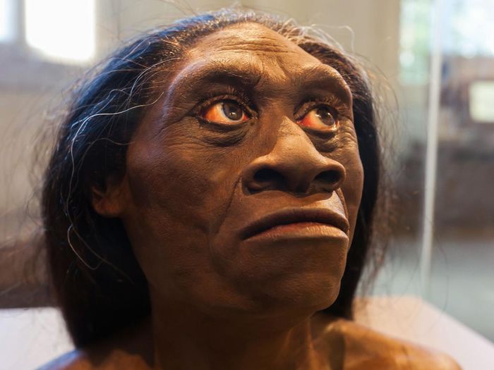 Homo floresiensis, manusia purba yang hidup di Flores, Indonesia, sekitar 12.000 tahun silam.