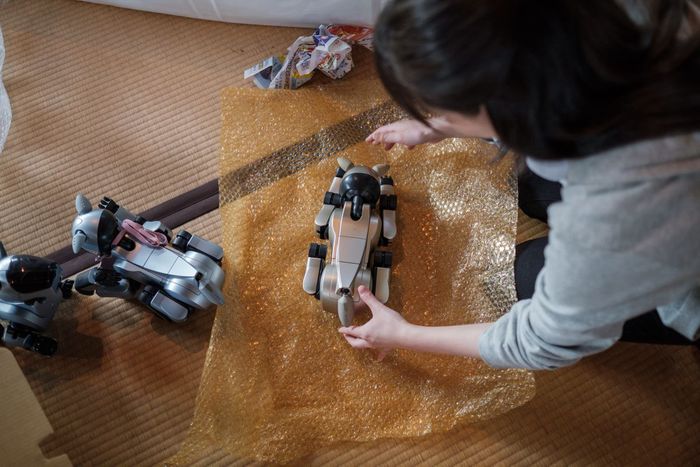 Pemilik membungkus robot anjingnya yang sudah tidak berfungsi dengan hati-hati.