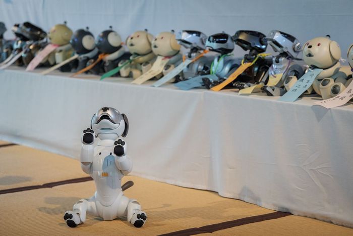 Robot anjing AIBO