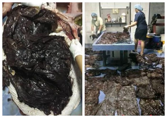 Kantong-kantong plastik yang ditemukan dalam perut seekor paus