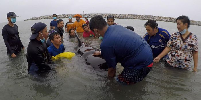 Para warga ikut mengevakuasi paus tersebut. 