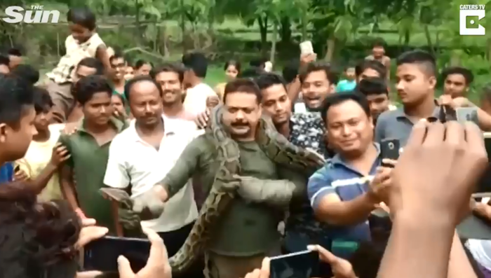 Ular piton melilit leher