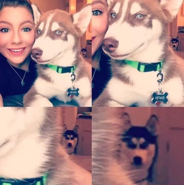 Sosok ajing yang sedang cemburu