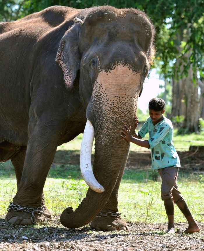 Pergelangan kaki gajah dipasang rantai agar ia tidak bisa berkeliaran di sekitar warga.