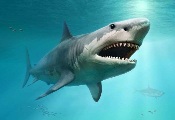 Ilustrasi 3D hiu megalodon yang sudah punah.