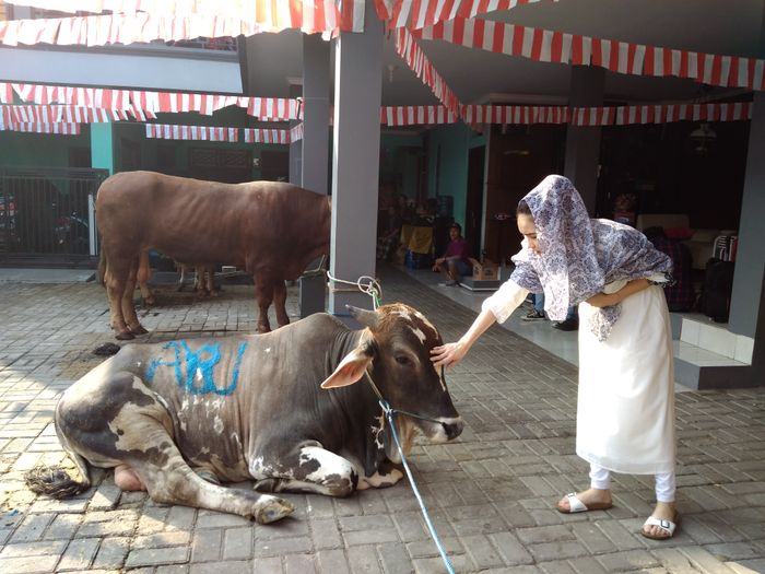 Ayu Ting Ting mengurbankan 4 ekor sapi di Idul Adha tahun ini