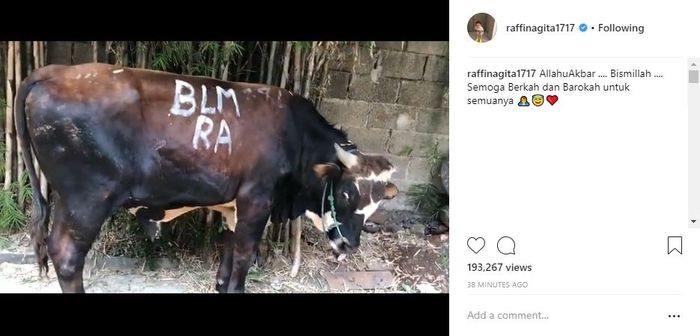 Sapi Kurban Milik keluarga Raffi Ahmad