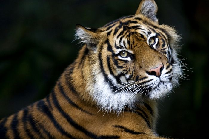 Garis-garis harimau Sumatra lebih rapat dan bulunya berwarna jingga lebih gelap daripada subspesies lainnya, memungkinkannya untuk berbaur dengan habitat hutan hujan tropis.