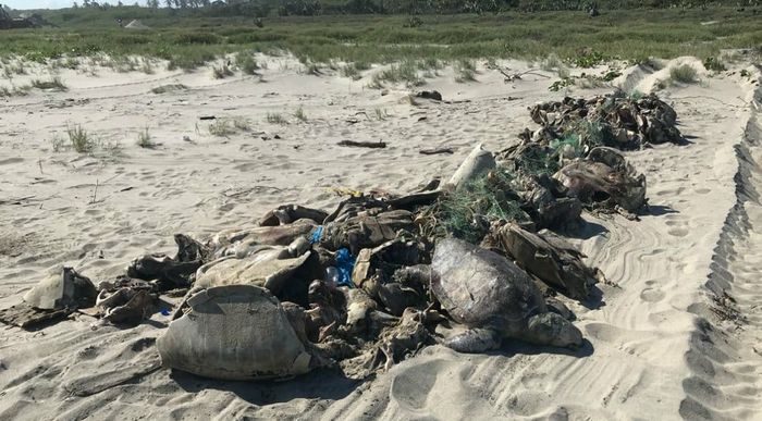 Bangkai penyu lekang yang telah dipindahkan ke pantai di Meksiko