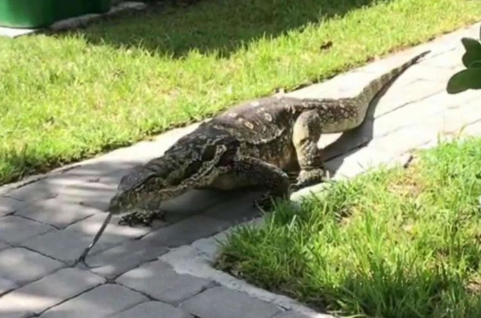 Biawak air asia yang berdiam di rumah keluarga Lieberman.