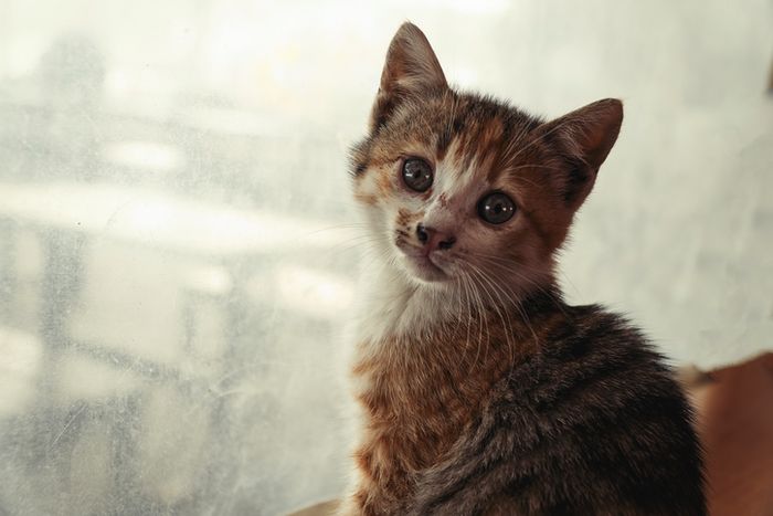 Kucing dikenal memiliki pendengaran yang luar biasa.