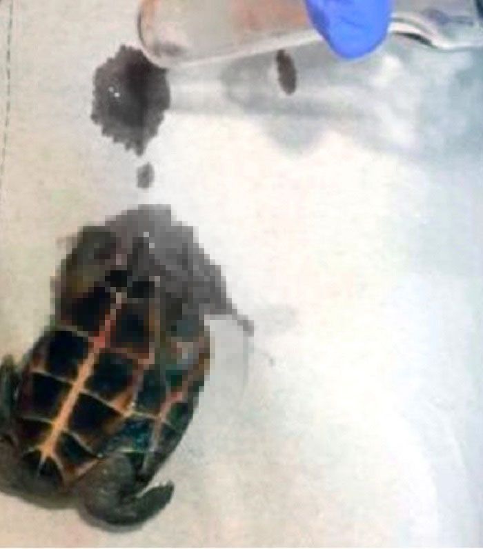 Kura-kura dalam alat kelamin wanita.