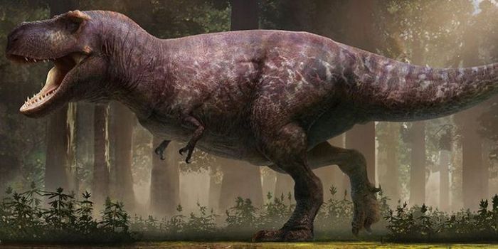 Gambaran terbaru dari wujud T-Rex berdasarkan analisis peneliti.