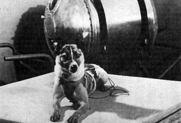 Laika.