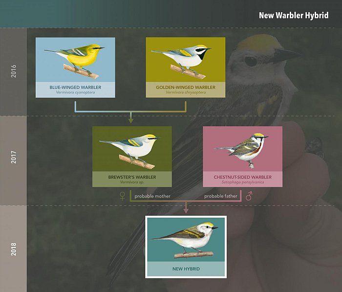Susunan spesies burung hibrida