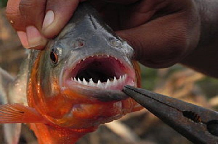 Ikan Piranha
