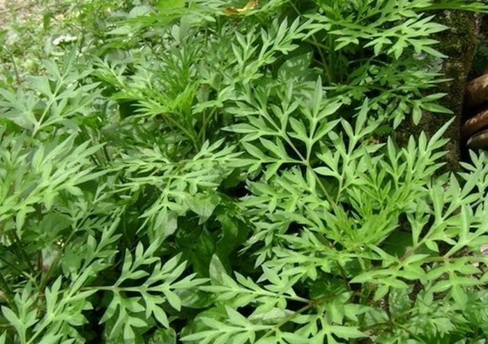 Tanaman ini mampu membunuh sel kanker