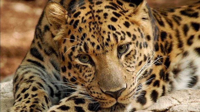 Macan Tutul India