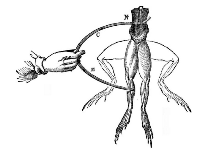 Galvani membuat kaki katak bergerak dengan aliran listrik.