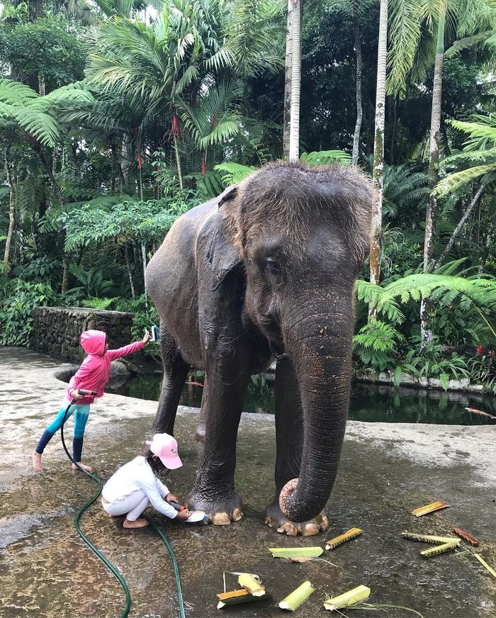 Kinandari dan Jizzy memandikan gajah