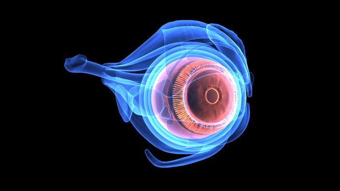 Dengan menyuntikkan gen-gen ChrimsonR ke dalam retina, tim berharap membuat sel-sel ini sensitif terhadap cahaya kuning-oranye.