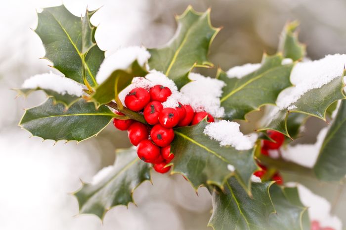 Tanaman holly.