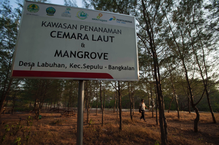 Kawasan penanaman cemara laut dan bakau.