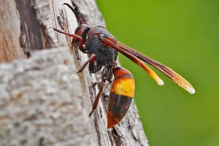 Tawon Vespa Affinis Tewaskan 7 Warga Klaten, Ini Daerah Persebaran Sarangnya