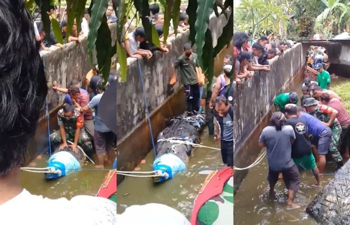 Proses evakuasi buaya yang terkam Deasy Tuwo