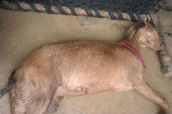 Kambing hamil tewas diperkosa