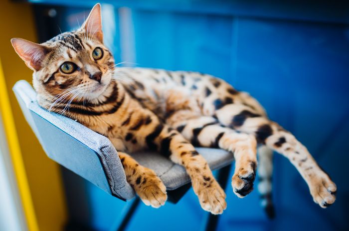 Kucing Bengal.