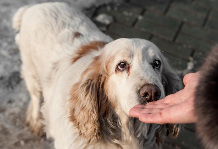 Menurut sebuah penelitian, memelihara anjing dapat membuat Anda panjang umur.