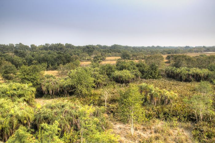 Pemandangan Sundarbans dari atas.