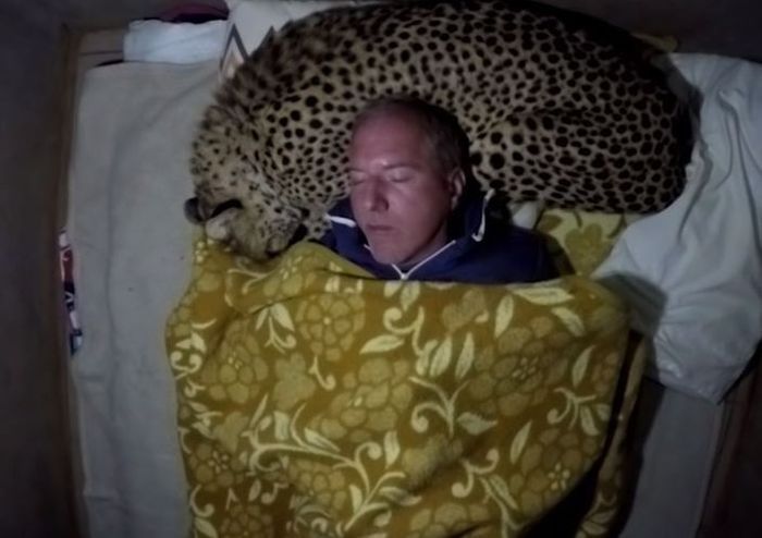 Dolph dengan tenang tidur di tendanya ditemani seekor cheetah yang numpang di kasurnya.